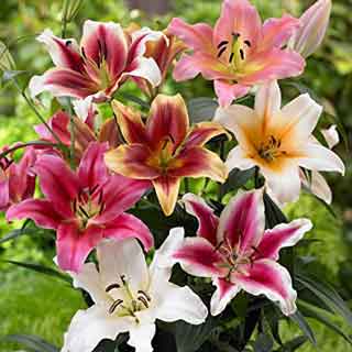 Bulbos de flores en Amazon. Plantas en Galicia.