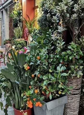 Floristería. @plantasengalicia imagen de la entrada de una floristería en A Coruña.