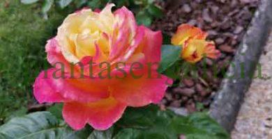 Colección Mil Rosas. @plantasengalicia y las rosas de la rosaleda de Los Cantones.